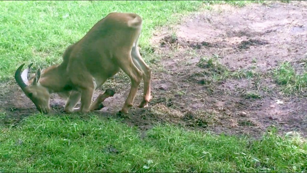 High Park zoo