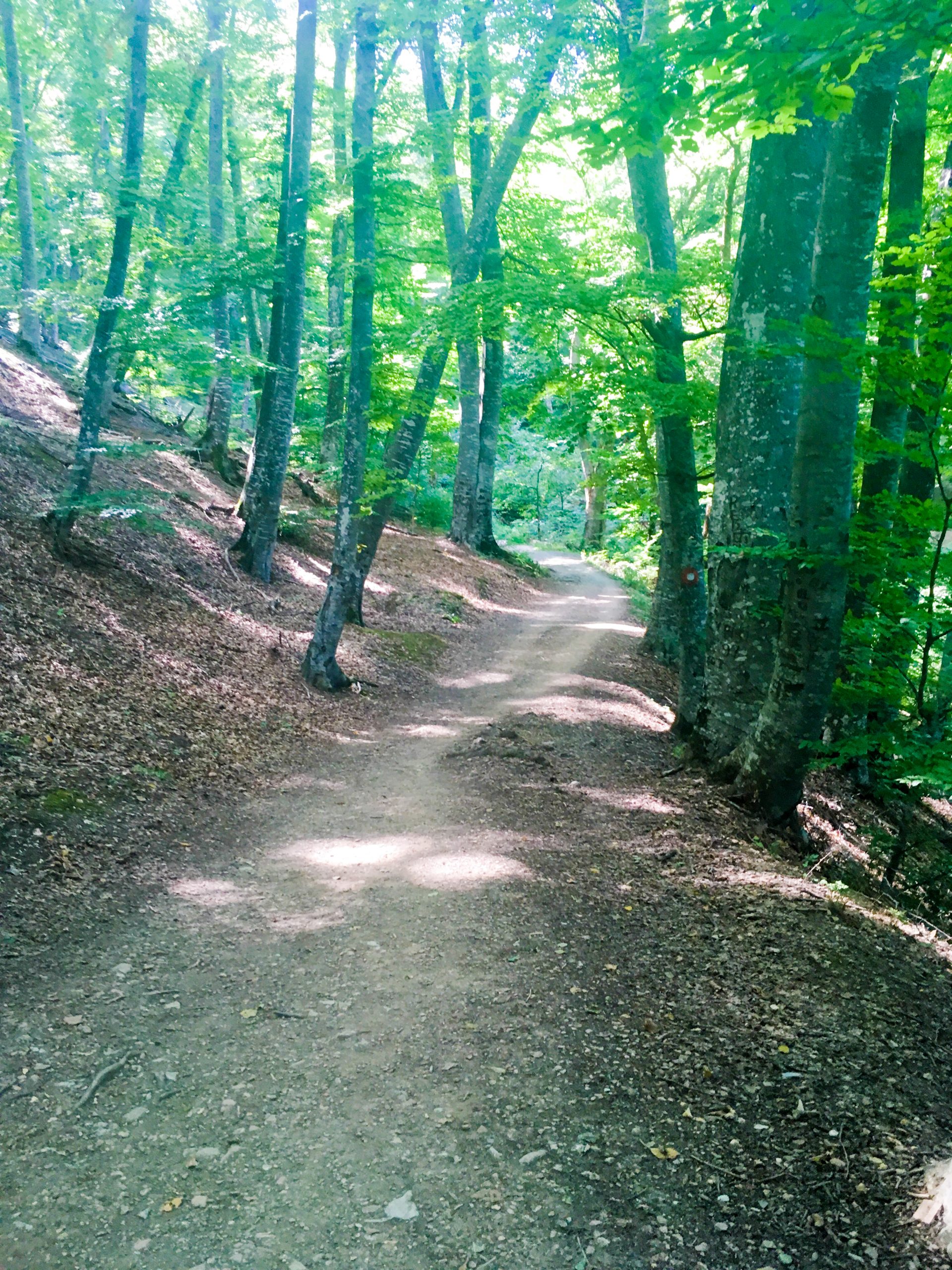 Beautiful trail