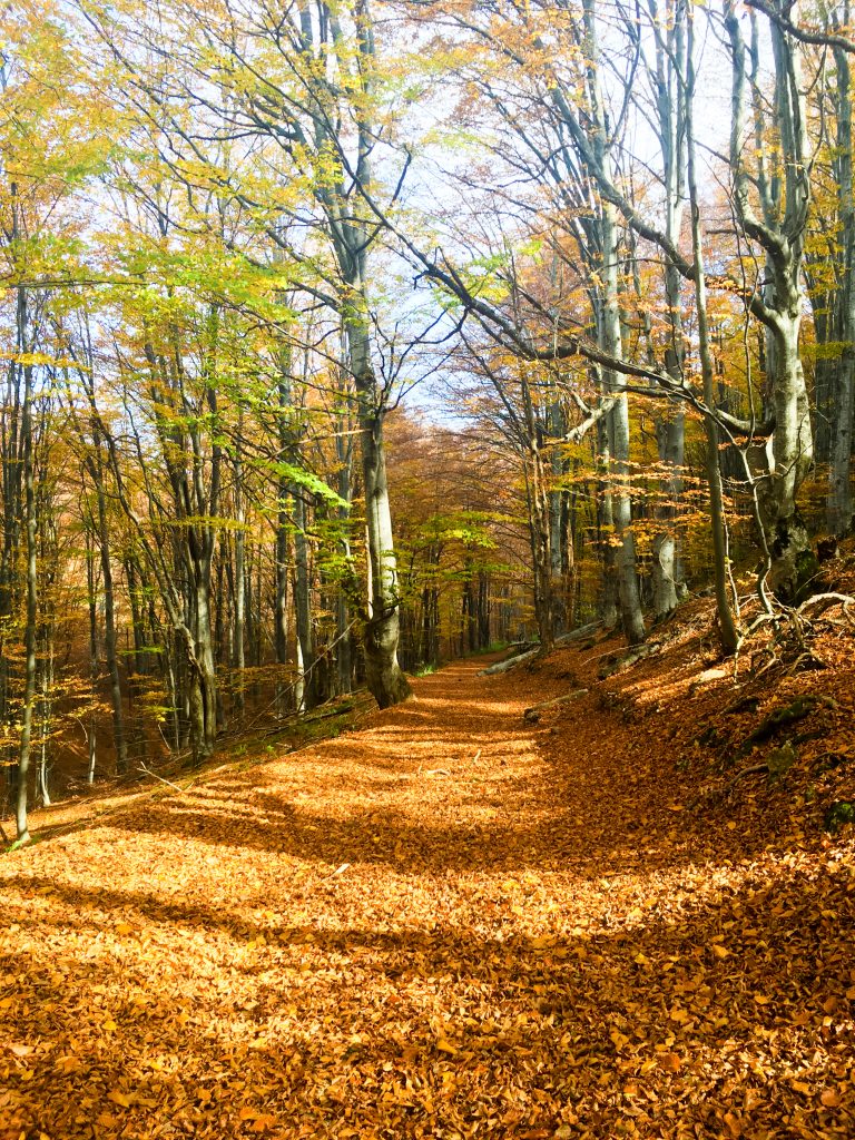 Famous harpers Ferry hike trail