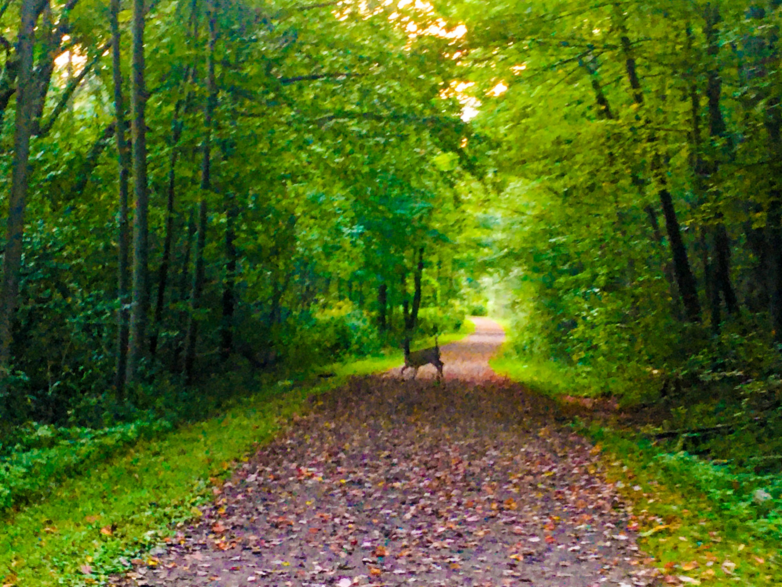 Deer on a trail